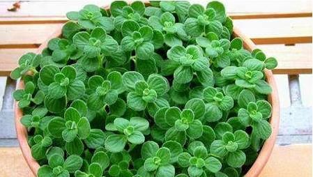  『泡茶』这绿植，一碰就散出苹果香味，有驱避蚊虫功效，还能食用泡茶解暑