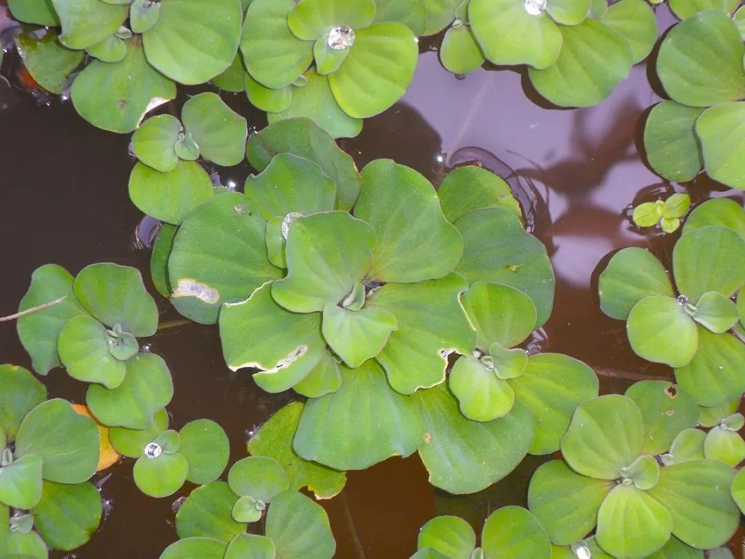  「适合」9种长相别致的小众盆栽植物，适合养成室内观赏花卉