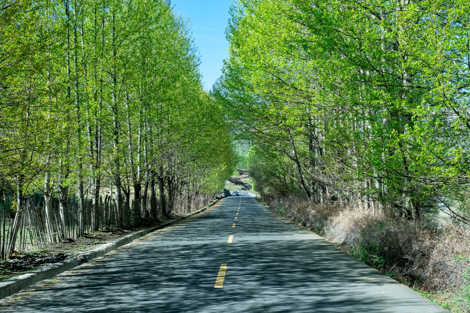 小姐姐带你游川西 (三) 摄影家的天堂--新都桥