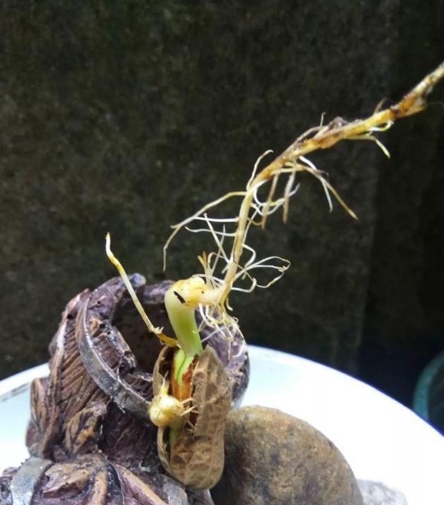  把花生米@她用几粒花生米，种出一盆大花生，冒出来的豆芽根忒好看！