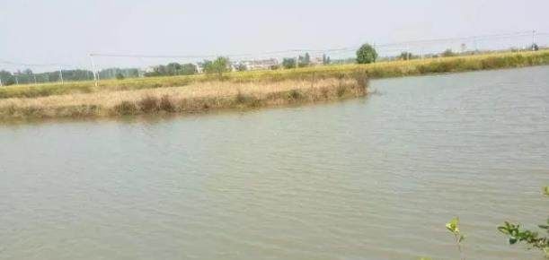  小河■野钓乡下小河,这里鲫鱼泛滥成灾,是个爆护的好地方