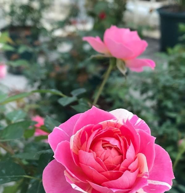  『芳香』此植物号称“开花机器”，四季开花不停，漂亮又芳香，还很好养活