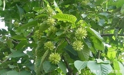  #列为#喜树被列为第一批国家重点保护野生植物，头状花序近球形