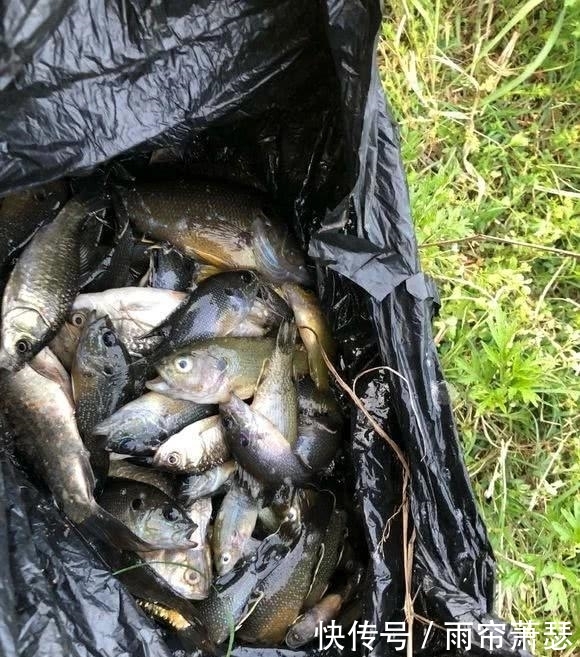 长沙河道现大量“怪鱼”，罗非鱼？老乡：比鲫鱼还多，爱吃河虾