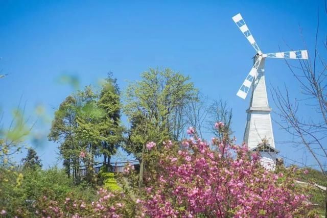  樱花@美惨了！这是洪雅的春天