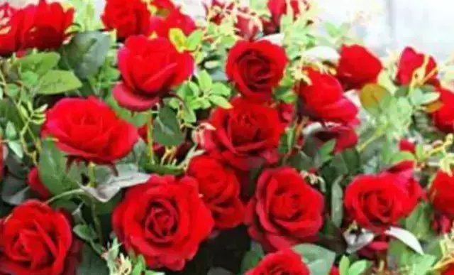  『美出』4种“女神花”，名字好听，花更美，高端大气上档次，美出新天地