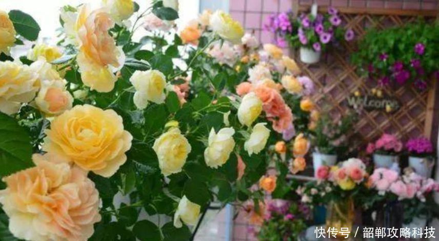  #春天#春天阳台养上“5种花”，美成花园，漂亮花朵，朵朵迷人！