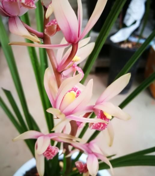 『家里』家里养3种“富贵花”,开花富贵又吉祥,养一盆,招财纳福年年顺