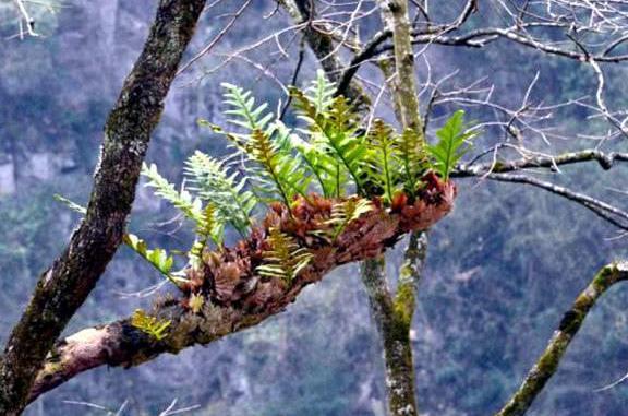 树上有种植物叫“骨碎补” ，农民常用来煲汤，嚼一嚼能缓解牙疼