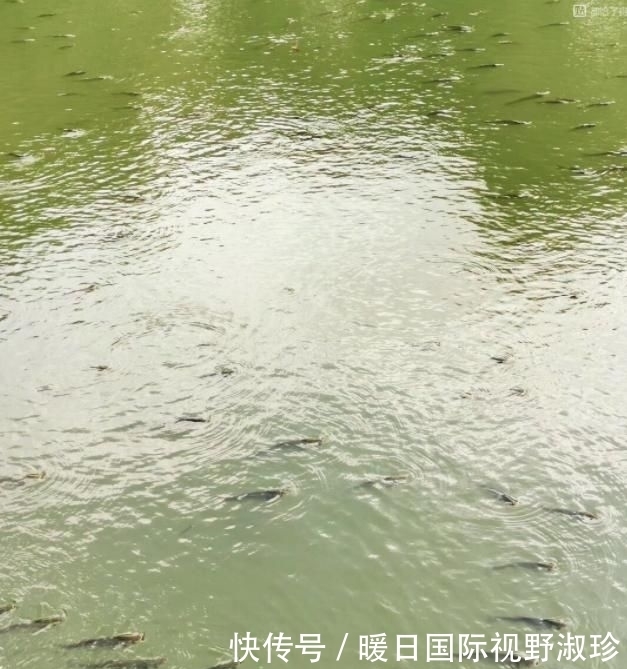  浪费时间：阴雨天鱼口会更好？不懂分辨真正好天气，出门钓鱼等于浪费时间
