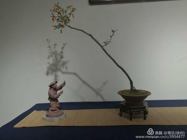  #盆协#徐州收藏家协会(盆景协会和铁路盆协)回龙窝微型盆景