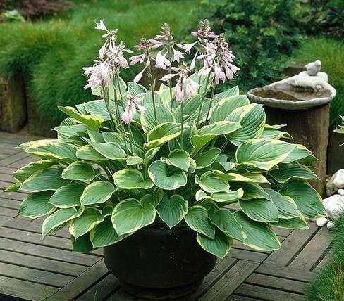  『们又给它取名』能把这6种植物养死的都是人才