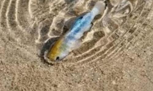 沙漠里竟然还有鱼类能生存？有种鱼在沙漠里活了5万年，堪称奇迹