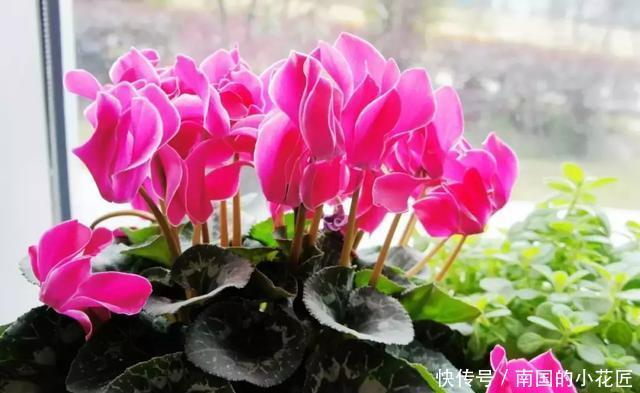  [易烂茎]冬天5种花别乱喷水，易烂茎枯死，就剩下来盆！
