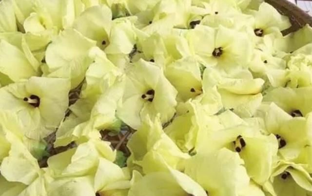  『种植』这种芙蓉可以吃也可以欣赏