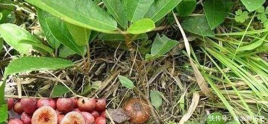 它不是蔬菜，却是许多人童年的回忆！农民可套种，市价35元一斤！