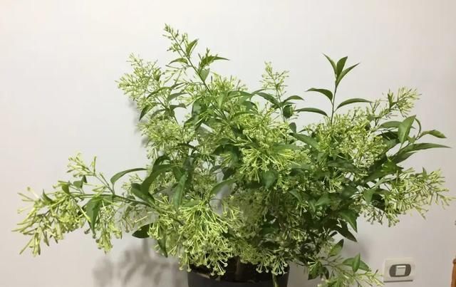 「有大」家里养3种花草,有大作用,既能观赏,驱蚊效果还非常好
