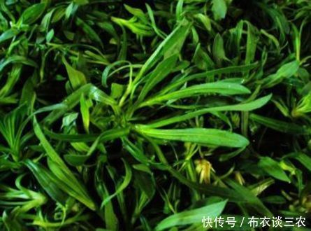 现在吃这4种野菜,治皮肤病,胃炎肝炎,降三高,想