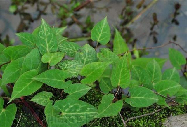  【发家致富】农村很多人靠这种植物发家致富，长得像红薯，很多