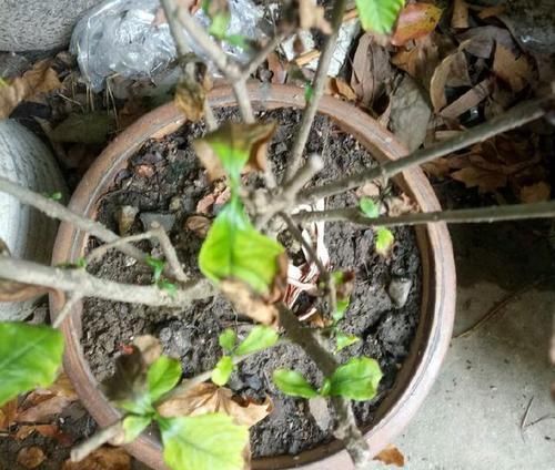  『栀子花』栀子花开完花以后要这么做，叶不黄芽不枯，二次开花再爆盆