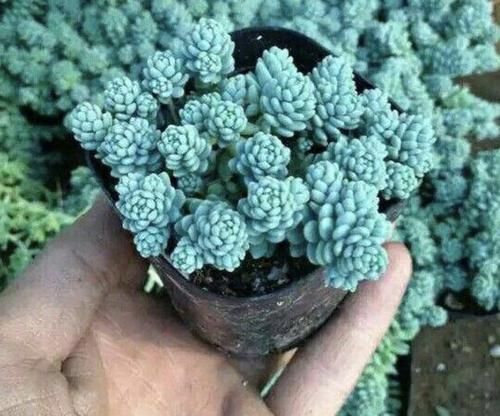 「人称」3种多肉植物,人称“爆盆草”,1个花盆种2棵,繁殖30棵,美!