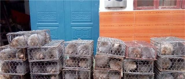  「不动」野生天天有人去抓，但难买到，养殖的却卖不动，品质差