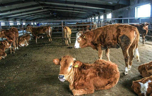 农村禁养全面开展，早做准备