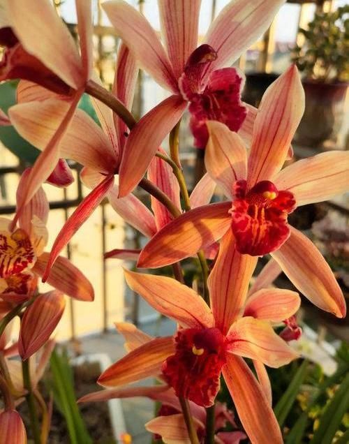  [不开花的因素]兰花出现“烧苞”，原因有很多，避开4个“陷阱”，开花停不下
