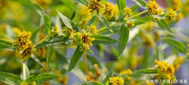 这种植物原产于南美，随进口粮食偷偷进入我国，目前已泛滥成灾