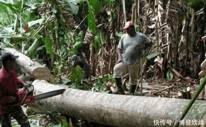  #塞子#世界上最轻的木头，最开始只是在中国只是被用来做保温瓶