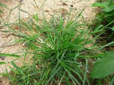 农村的一种田间称霸的野草，有药用价值，老人喜欢泡茶喝