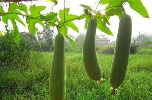  「高产」它可食用可家用，出口量大，种植成本低，收益渠道多，不愁不赚钱