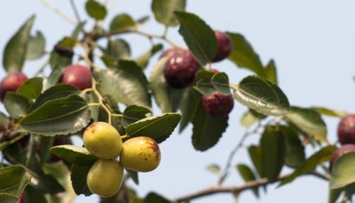  『枣树』农村一种特殊的枣树，一斤高达七十元，还能当药材