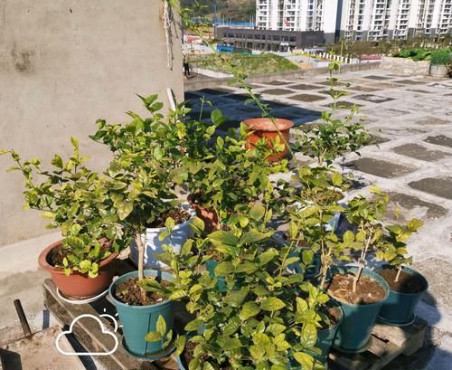  「盆以后」实例分享茉莉花的翻盆过程，照着做保证茉莉花服盆快，有图有真相