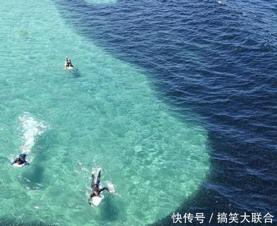 游客海边游泳被大批鱼类包围,知道真相后大吃一惊!