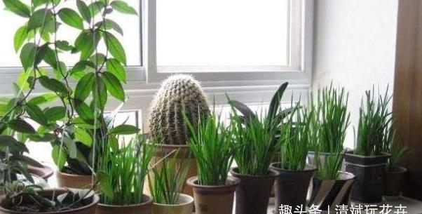  『壮实』4种花关进''小黑屋''，越养越壮实，反而光照足了又黄叶又掉花苞