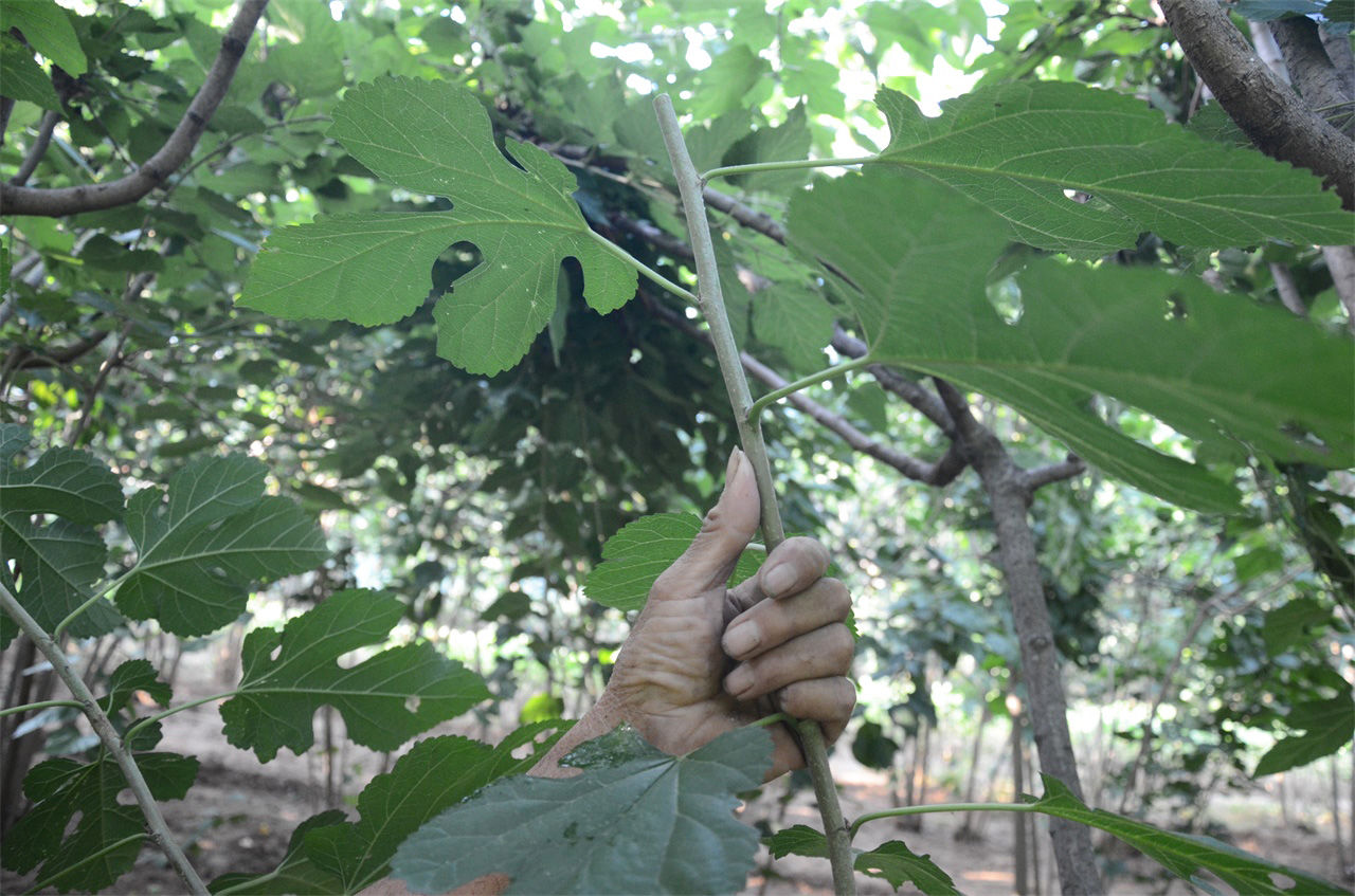 农村七旬老人植桑制杈50年，一年做五百杆桑杈，感叹手艺要消失