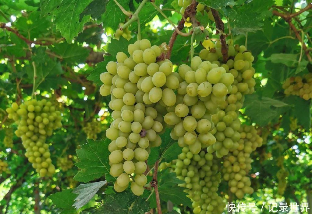  [吐鲁番]葡萄之乡在吐鲁番吗？哈密瓜之乡在哈密吗？错，在新疆