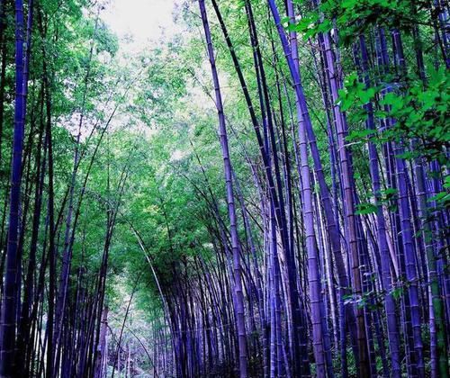  『竹子』罗汉竹、紫竹、雷竹、毛竹都长啥样？