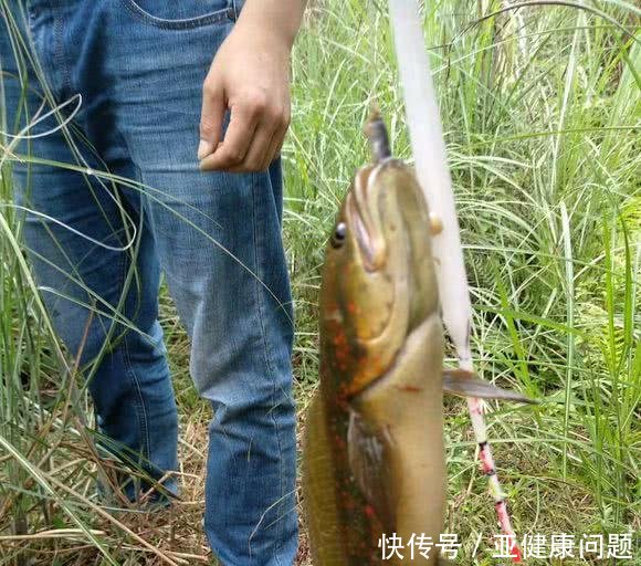 生态杀手江苏河道现怪鱼 引发关注 有人担忧其泛滥 快资讯