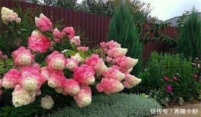 #直射光#绣球到底怎样晒太阳很多人都弄反了,怪不得怎么也养不好