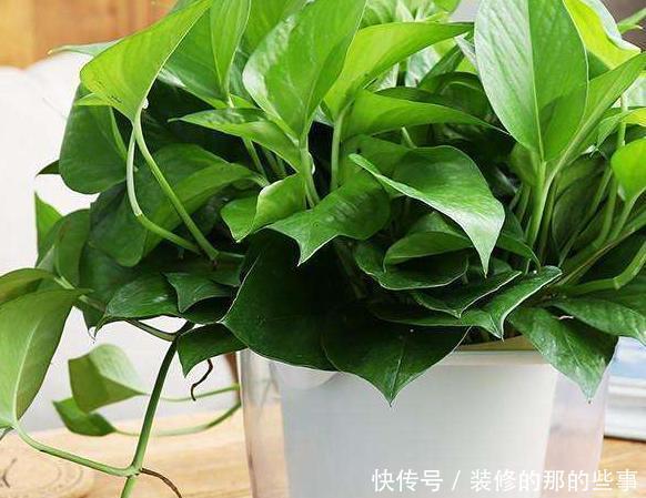  绿萝|养了好几年的绿萝，却只是小小一盆，找到这个小技巧，施肥都省了