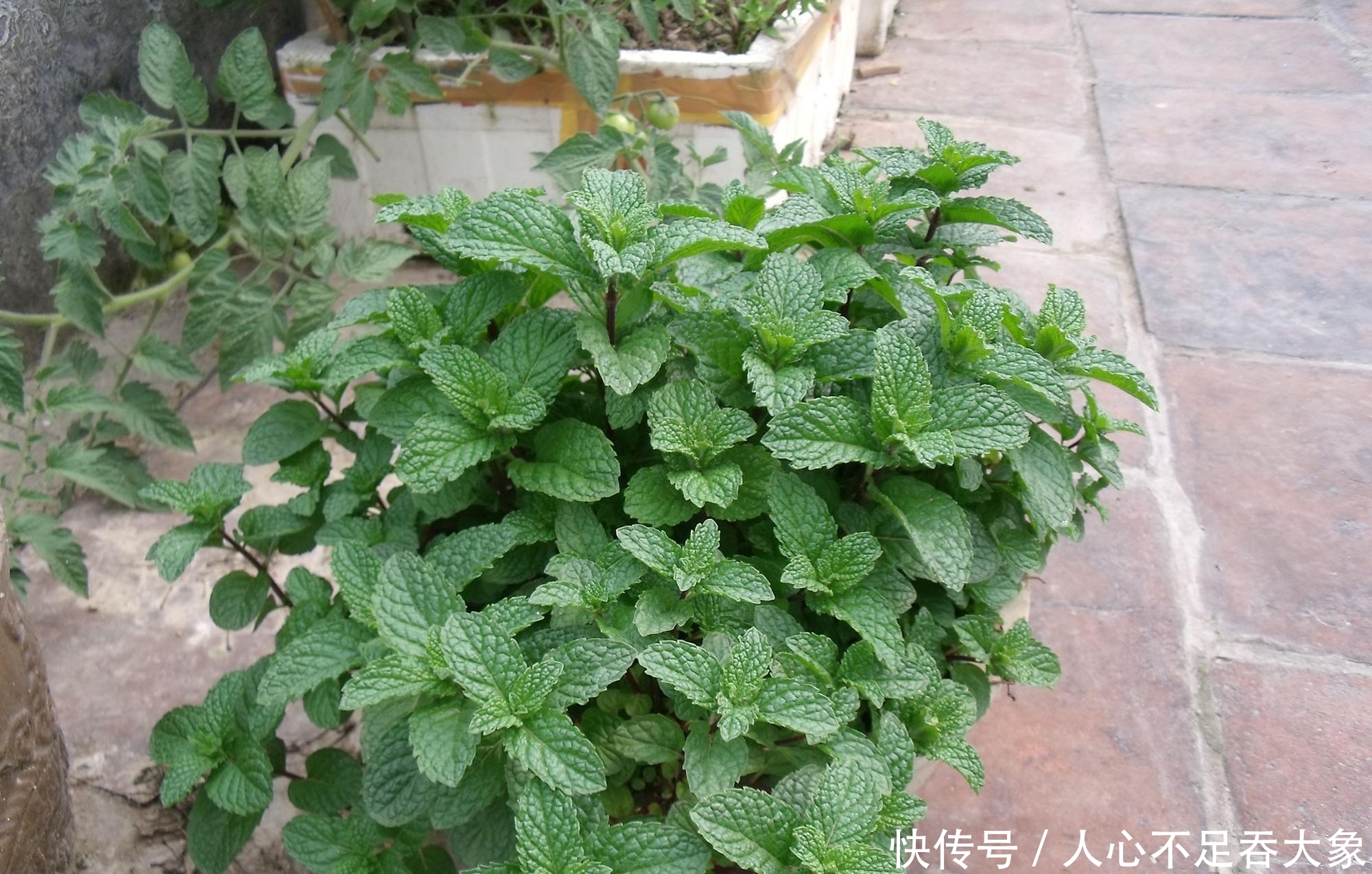 农村一种野草，泡茶喝清热解暑，嚼2片叶子可祛口臭，夏季别错过