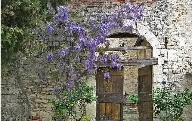  「养花」等我们年纪大了，回乡下，开辟院子，种菜养花