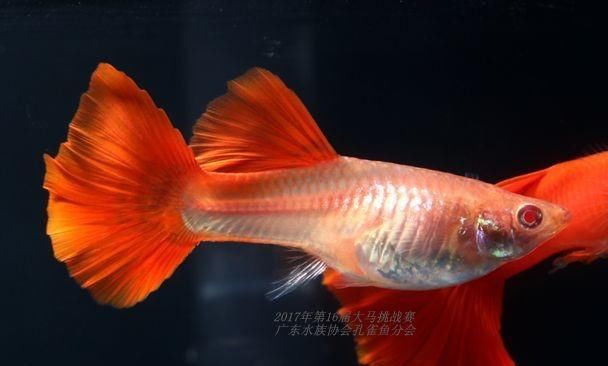  【均表现为】孔雀鱼太好繁殖啦，所以孔雀鱼的品种多到让你数不过来！