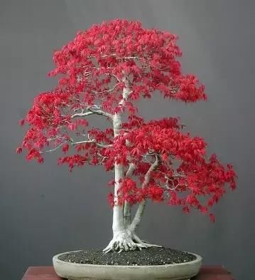 盆景展 ,美美美 !