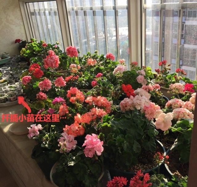  「球老师爱吃薄荷冰淇」封闭阳台养花，防盗窗有大用，1平米也能变花园！