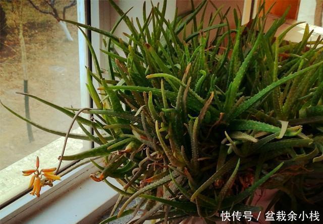 品种|芦荟就养这个品种,半年就能爆崽无数,还能美容养颜!