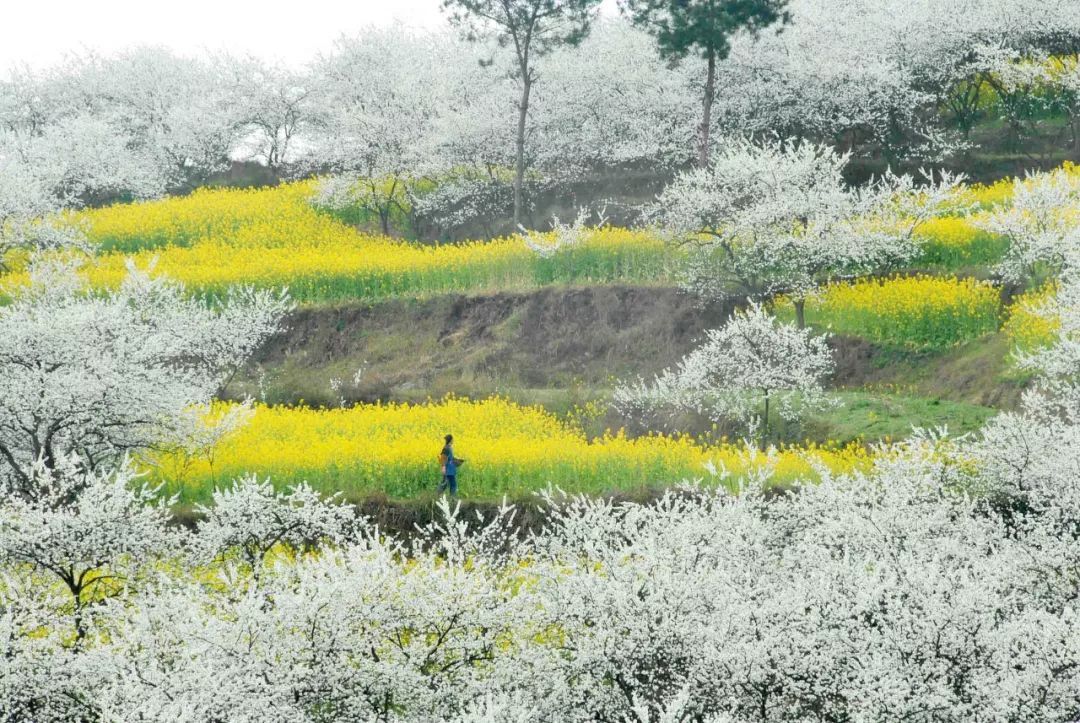 再过20天，中国将花开成海，错过再等一年