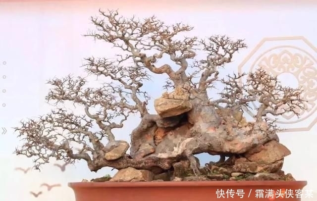  [栽种盆景]玩盆景，已成为当下追求高品质生活的一股潮流